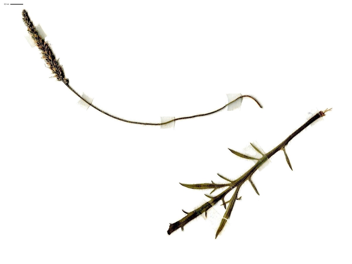 Plantago coronopus subsp. coronopus (Plantaginaceae)